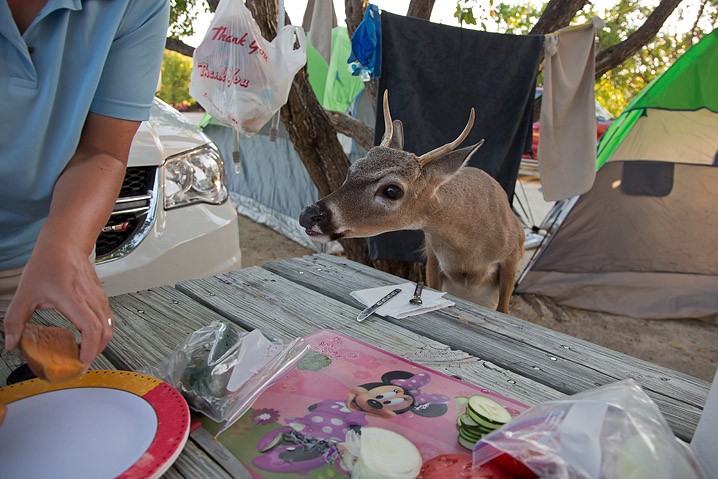 Tourismus Human Impact Key Hirsch Odocoileus virginianus Key Deer